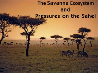 The  Savanna  Ecosystem and Pressures on the Sahel 