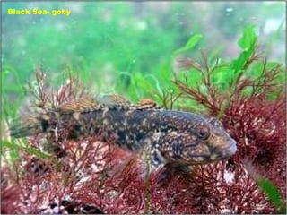 Black Sea- goby 