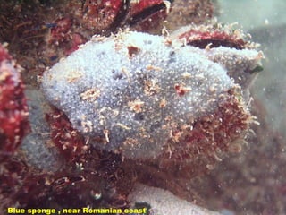 Blue sponge , near Romanian coast 