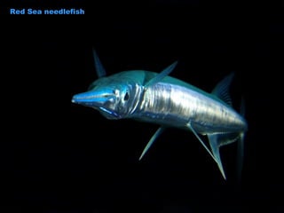Red Sea needlefish 