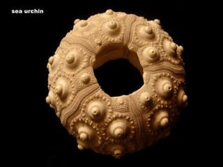 sea urchin 