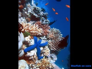 Starfish on cora 
