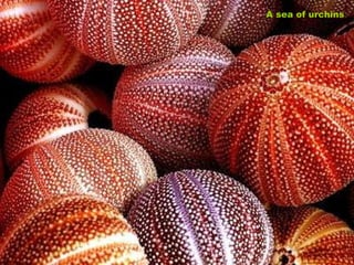 A sea of urchins 