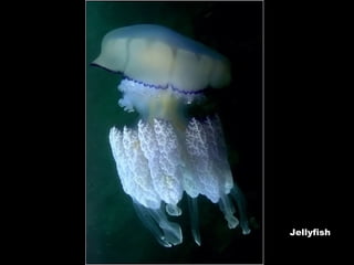 Jellyfish 