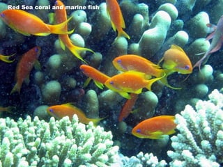 Red Sea coral and marine fish 