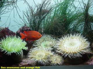 Sea anemones and orange fish 