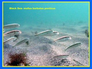 Black Sea- mullus barbatus ponticus  