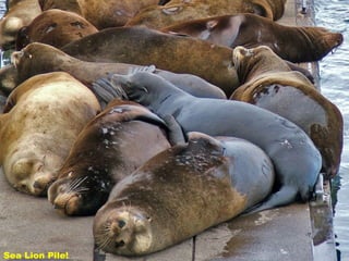 Sea Lion Pile! 