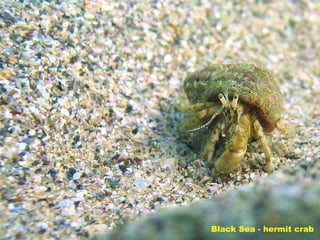 Black Sea - hermit crab 