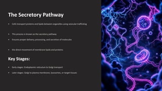 The-Secretory-Pathway. (2) final pdf.pdf
