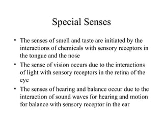 Special Senses ,[object Object],[object Object],[object Object]