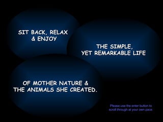 SIT BACK, RELAX  & ENJOY THE SIMPLE, YET REMARKABLE LIFE  OF MOTHER NATURE & THE ANIMALS SHE CREATED. Please use the enter button to scroll through at your own pace. 