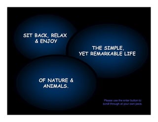 SIT BACK, RELAX
    & ENJOY
                        THE SIMPLE,
                   YET REMARKABLE LIFE




     OF NATURE &
      ANIMALS. 
      ANIMALS.

                           Please use the enter button to 
                          scroll through at your own pace.