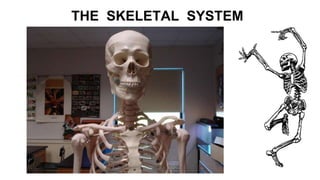 THE SKELETAL SYSTEM
 