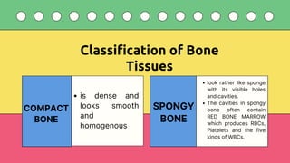 The-Skeletal-System-Education-Presentation-in-Green-Yellow-Simple ...