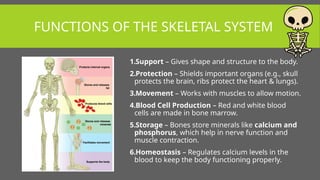 The-Skeletal-System_Nesperos-2-27-25.pptx