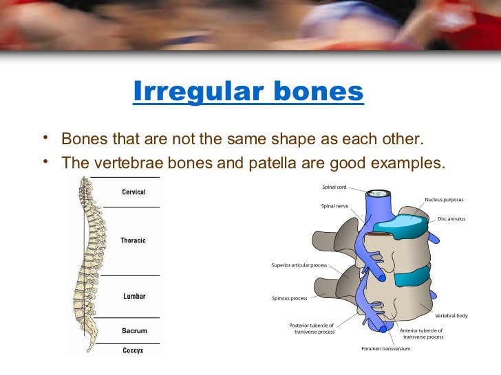 The Skeleton And Joints Wk3