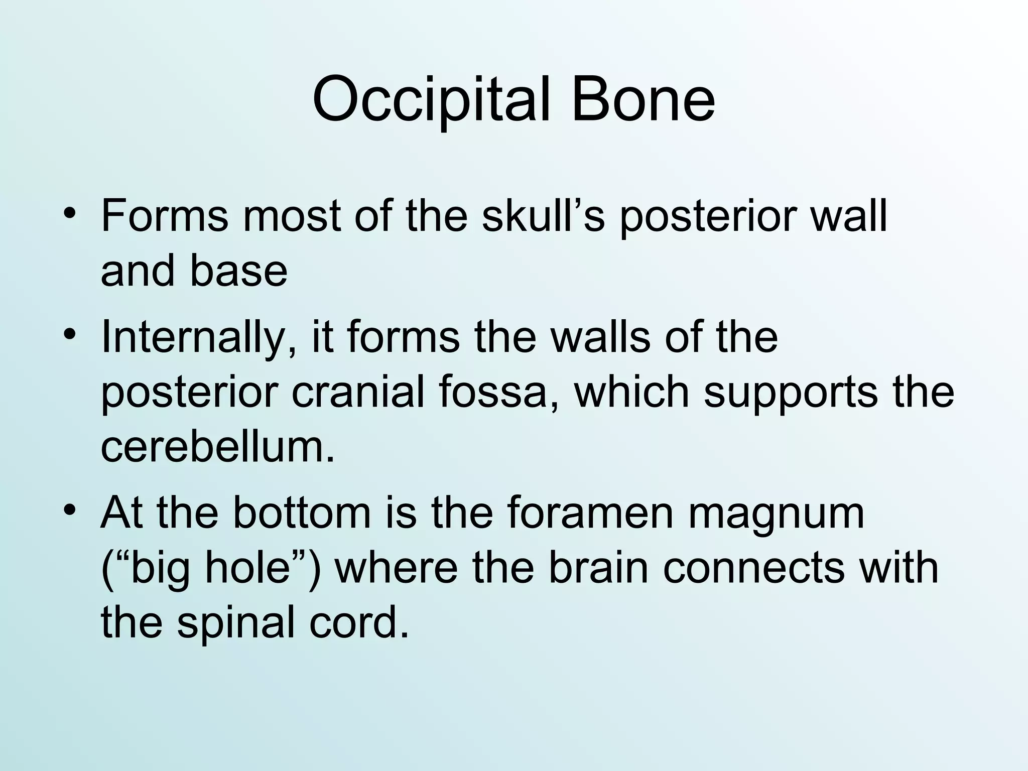 Occipital Bone Forms most of the skull’s posterior wall and base Internally, it forms the walls of the posterior cranial fossa, which supports the cerebellum. At the bottom is the foramen magnum (“big hole”) where the brain connects with the spinal cord. 