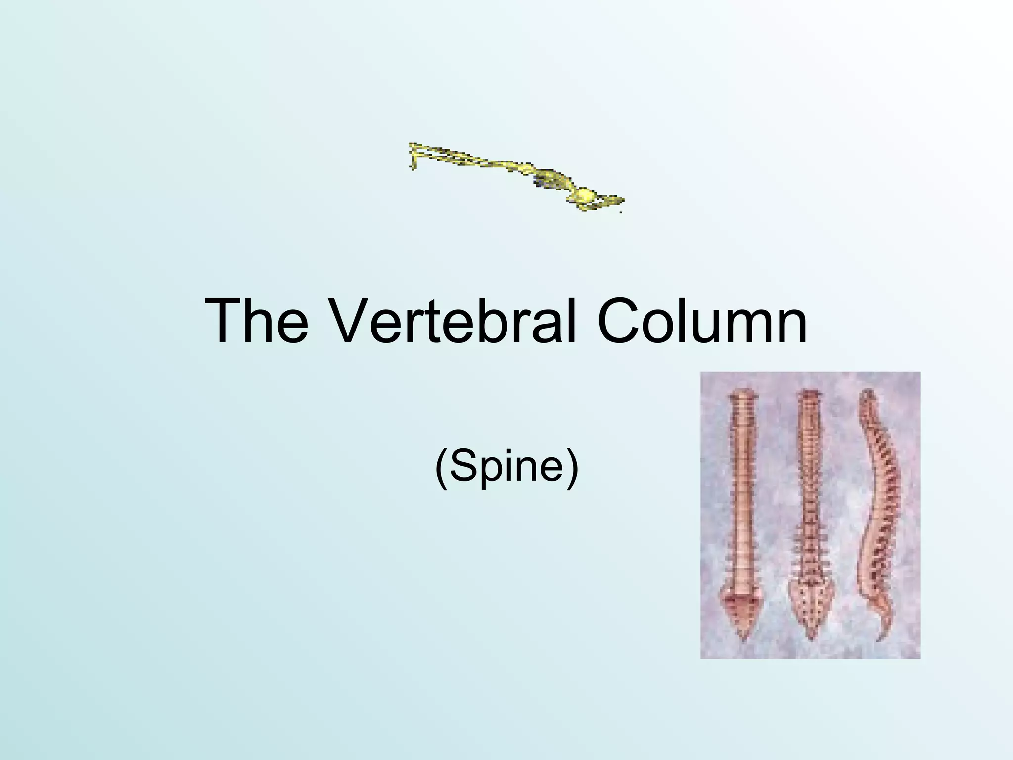 The Vertebral Column (Spine) 