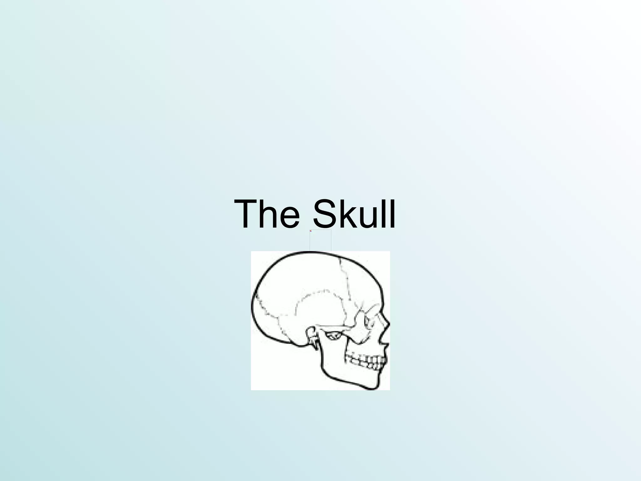 The Skull     