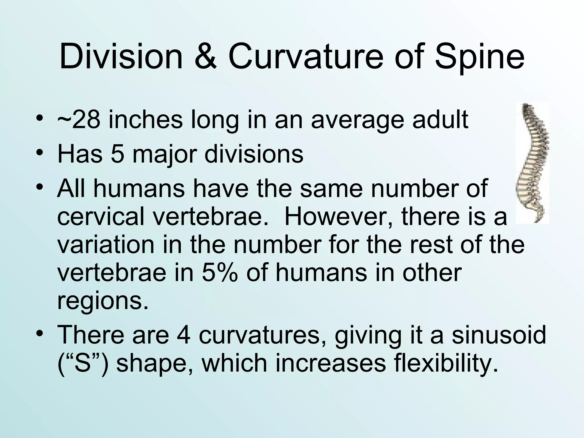 Division & Curvature of Spine ~28 inches long in an average adult Has 5 major divisions All humans have the same number of cervical vertebrae.  However, there is a variation in the number for the rest of the vertebrae in 5% of humans in other regions. There are 4 curvatures, giving it a sinusoid (“S”) shape, which increases flexibility. 