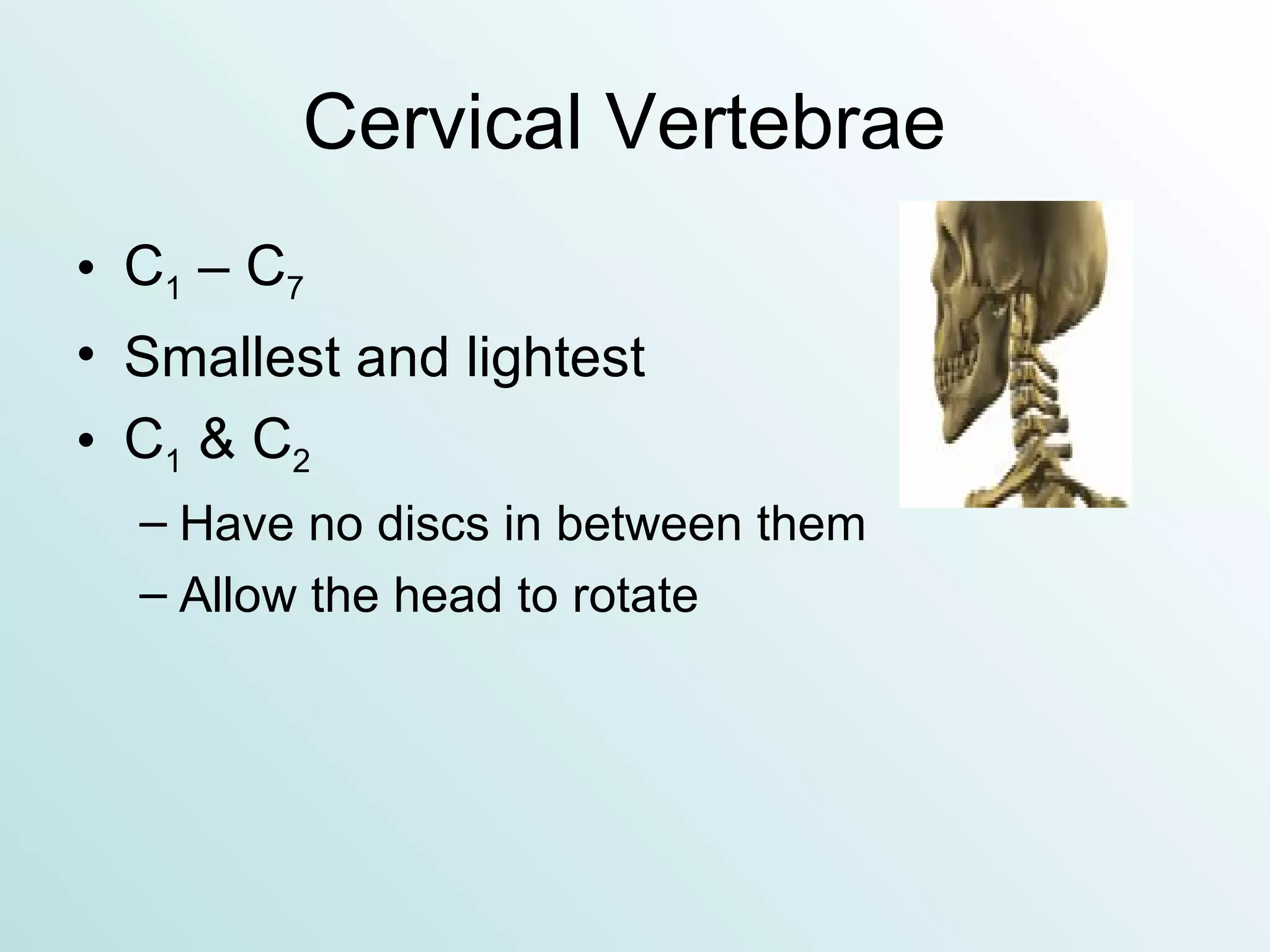 Cervical Vertebrae  C 1  – C 7 Smallest and lightest C 1  & C 2 Have no discs in between them Allow the head to rotate 