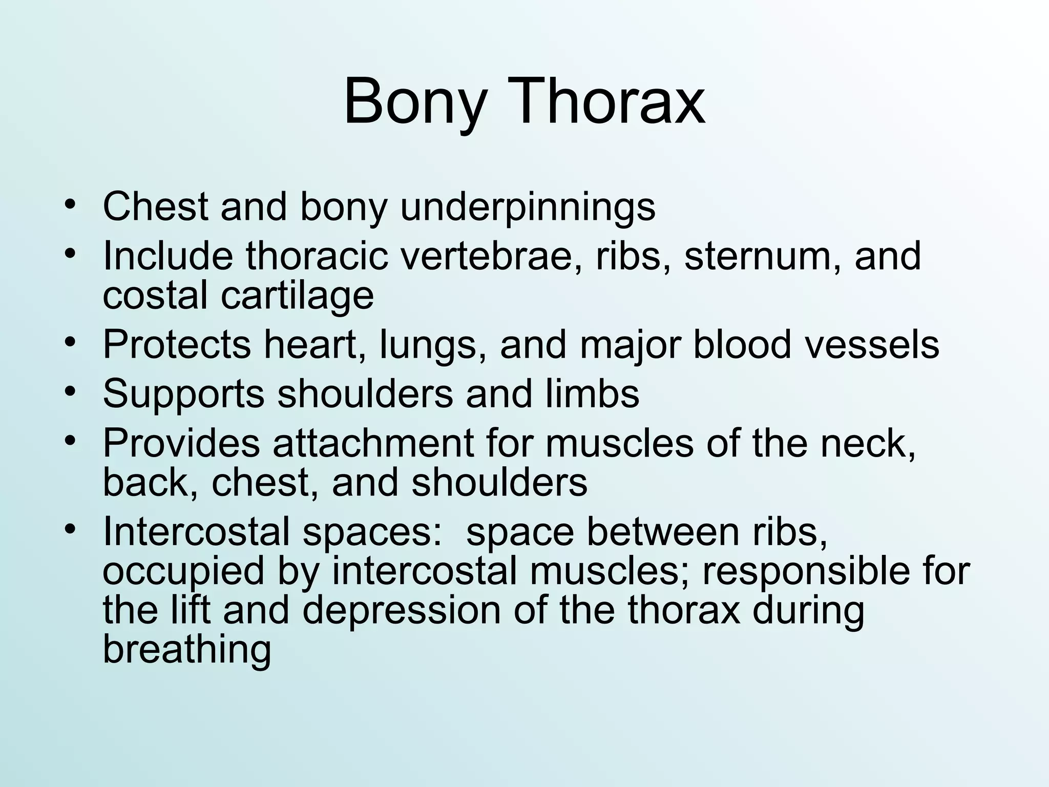 Bony Thorax Chest and bony underpinnings Include thoracic vertebrae, ribs, sternum, and costal cartilage Protects heart, lungs, and major blood vessels Supports shoulders and limbs Provides attachment for muscles of the neck, back, chest, and shoulders Intercostal spaces:  space between ribs, occupied by intercostal muscles; responsible for the lift and depression of the thorax during breathing 