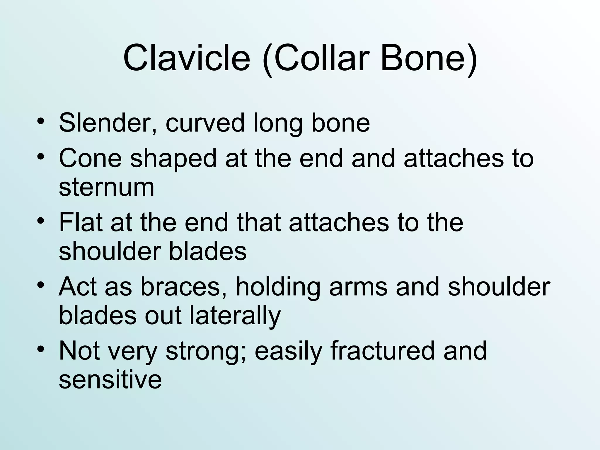 Clavicle (Collar Bone) Slender, curved long bone Cone shaped at the end and attaches to sternum Flat at the end that attaches to the shoulder blades Act as braces, holding arms and shoulder blades out laterally Not very strong; easily fractured and sensitive 