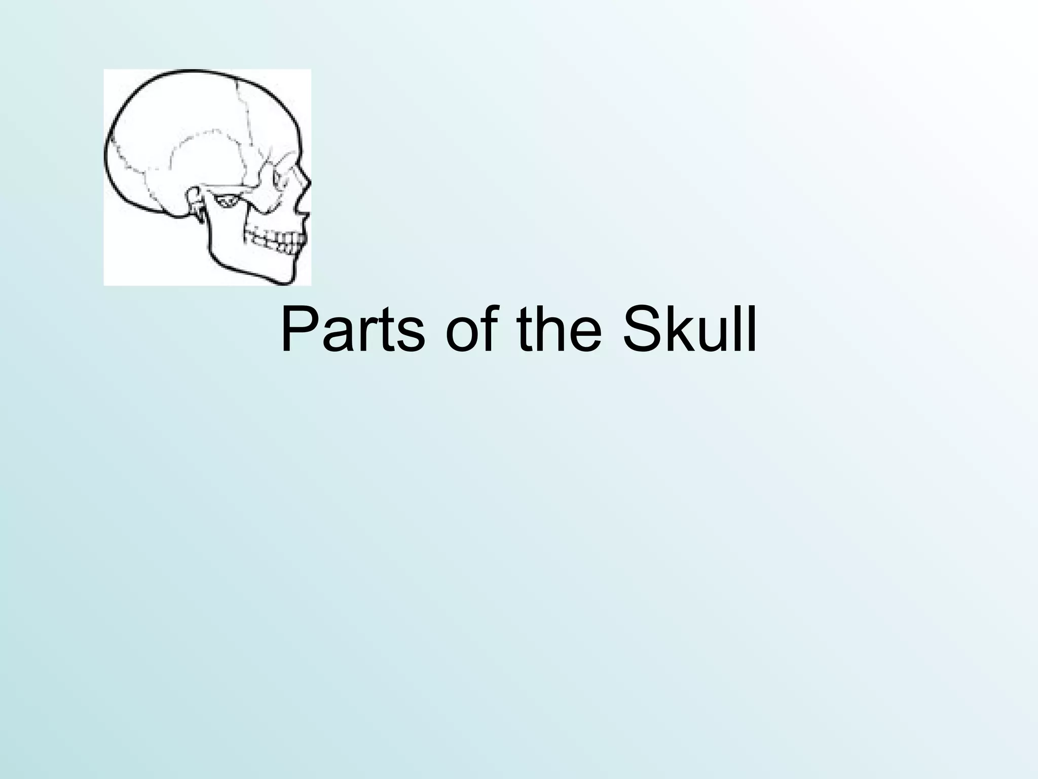 Parts of the Skull 