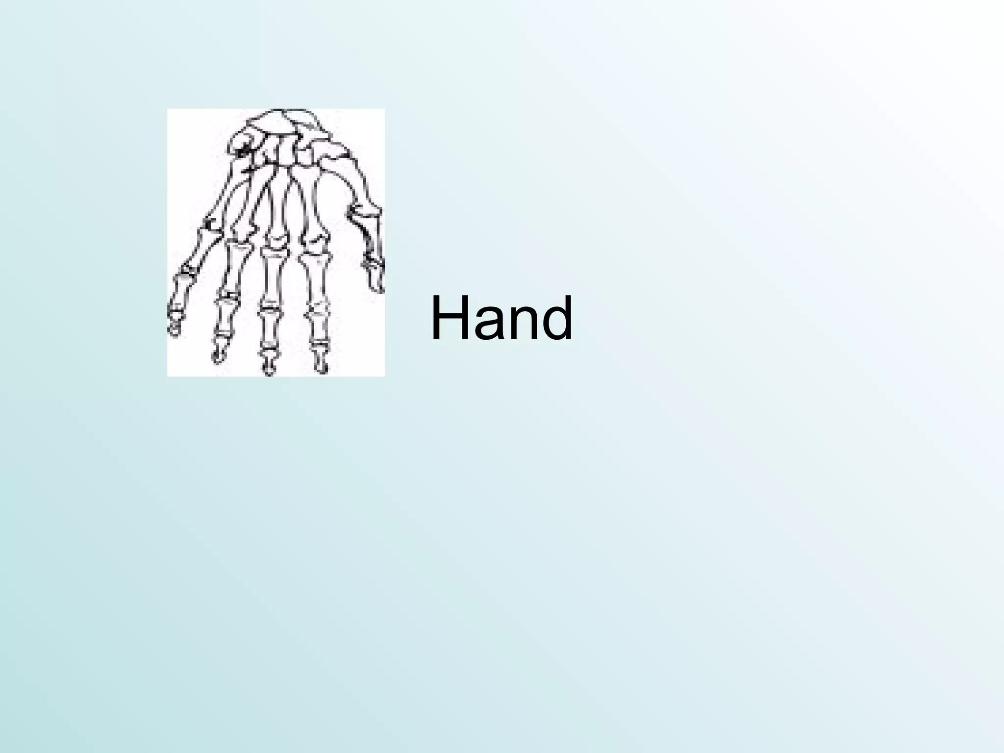 Hand 