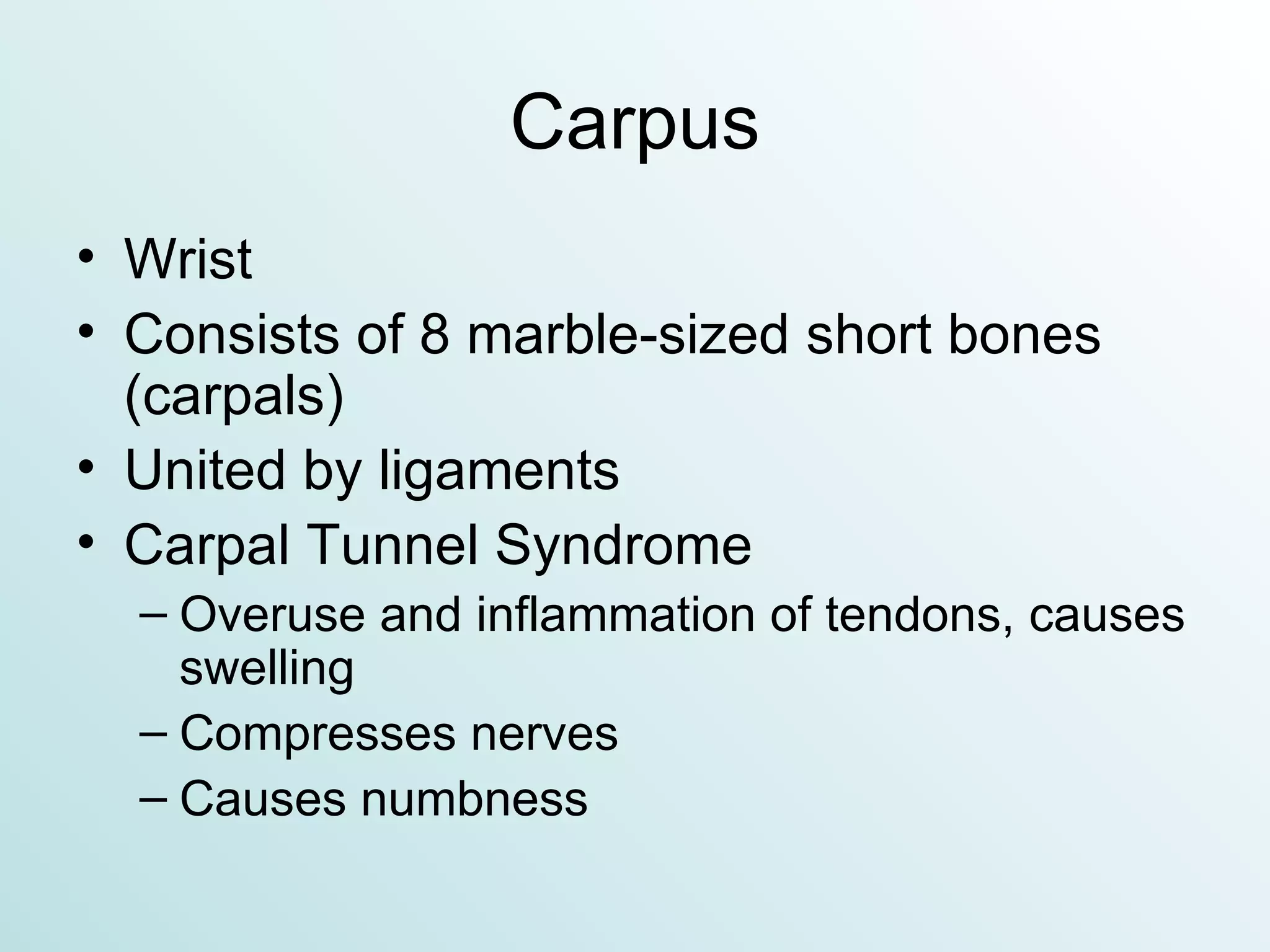 Carpus Wrist Consists of 8 marble-sized short bones (carpals) United by ligaments Carpal Tunnel Syndrome Overuse and inflammation of tendons, causes swelling Compresses nerves Causes numbness 