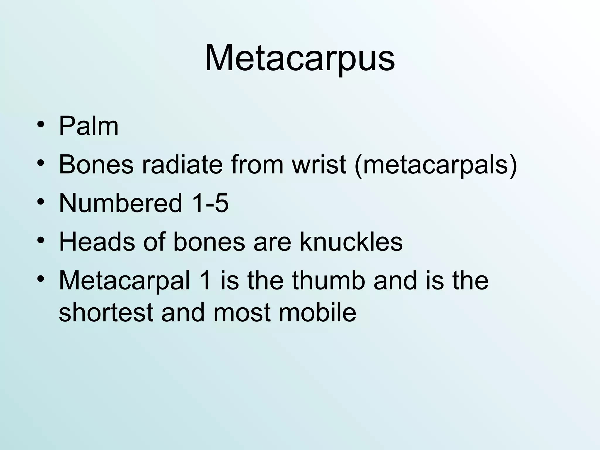 Metacarpus Palm Bones radiate from wrist (metacarpals) Numbered 1-5 Heads of bones are knuckles Metacarpal 1 is the thumb and is the shortest and most mobile 