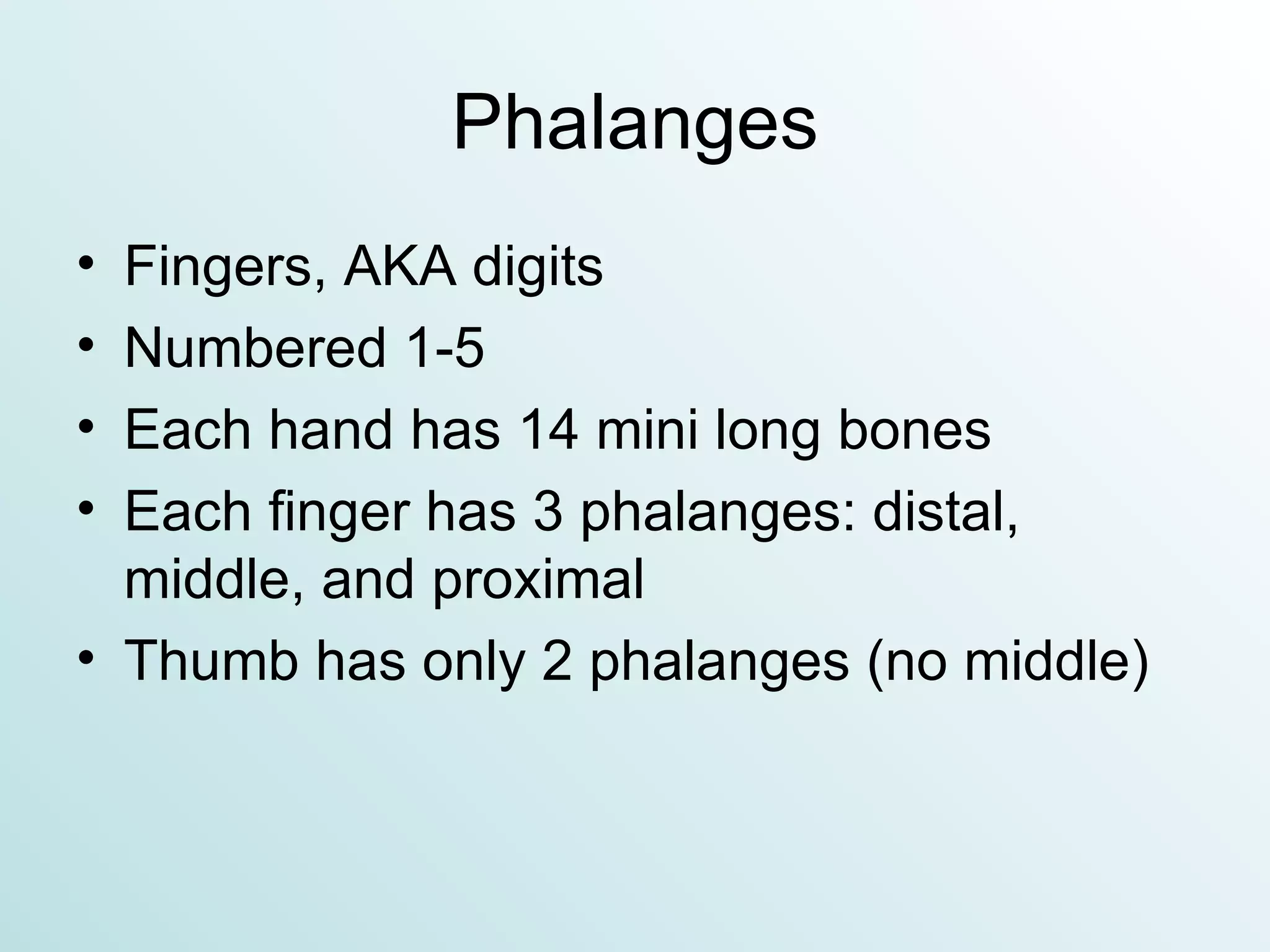 Phalanges Fingers, AKA digits Numbered 1-5 Each hand has 14 mini long bones Each finger has 3 phalanges: distal, middle, and proximal Thumb has only 2 phalanges (no middle) 