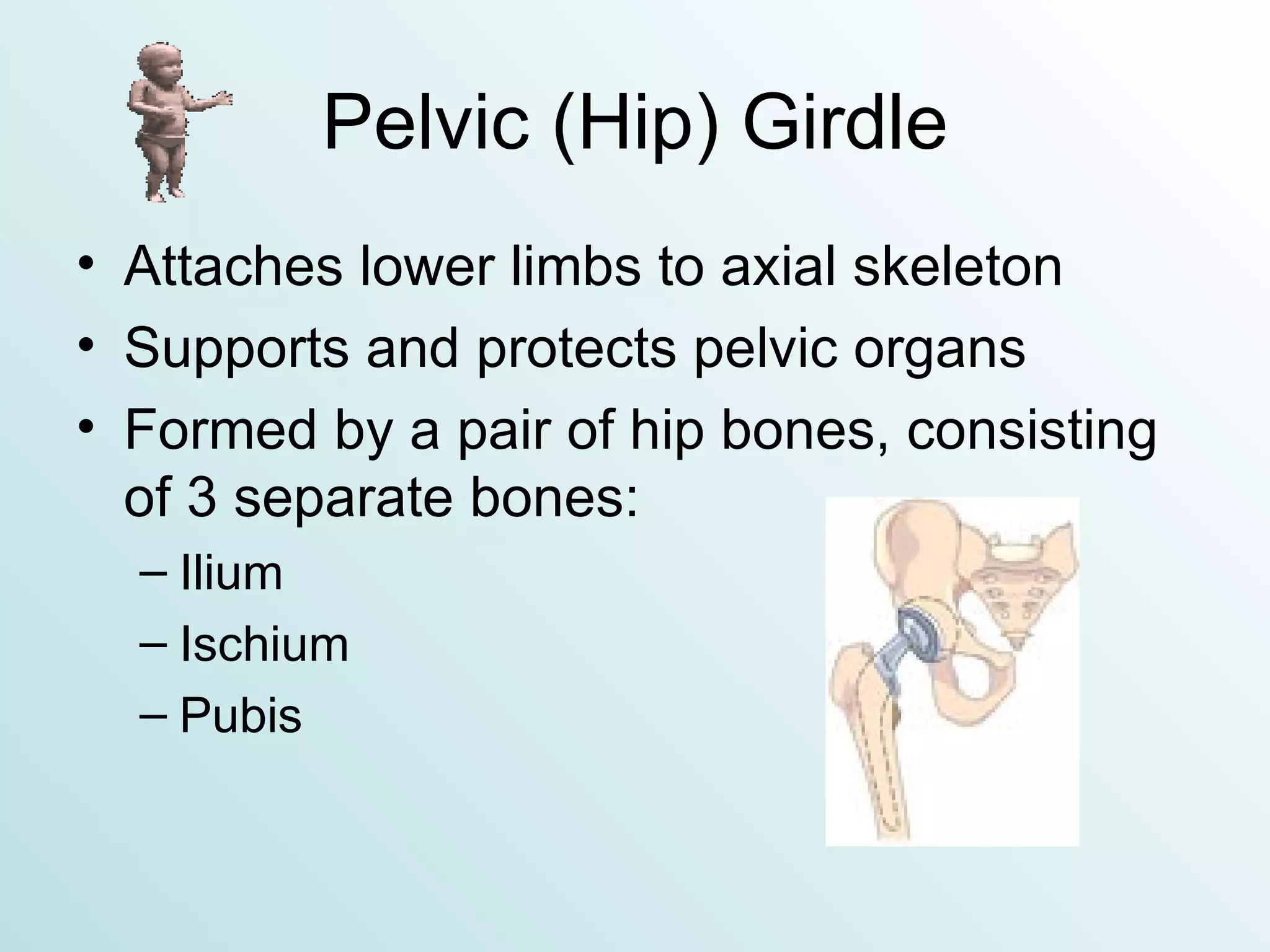 Pelvic (Hip) Girdle Attaches lower limbs to axial skeleton Supports and protects pelvic organs Formed by a pair of hip bones, consisting of 3 separate bones: Ilium Ischium Pubis 
