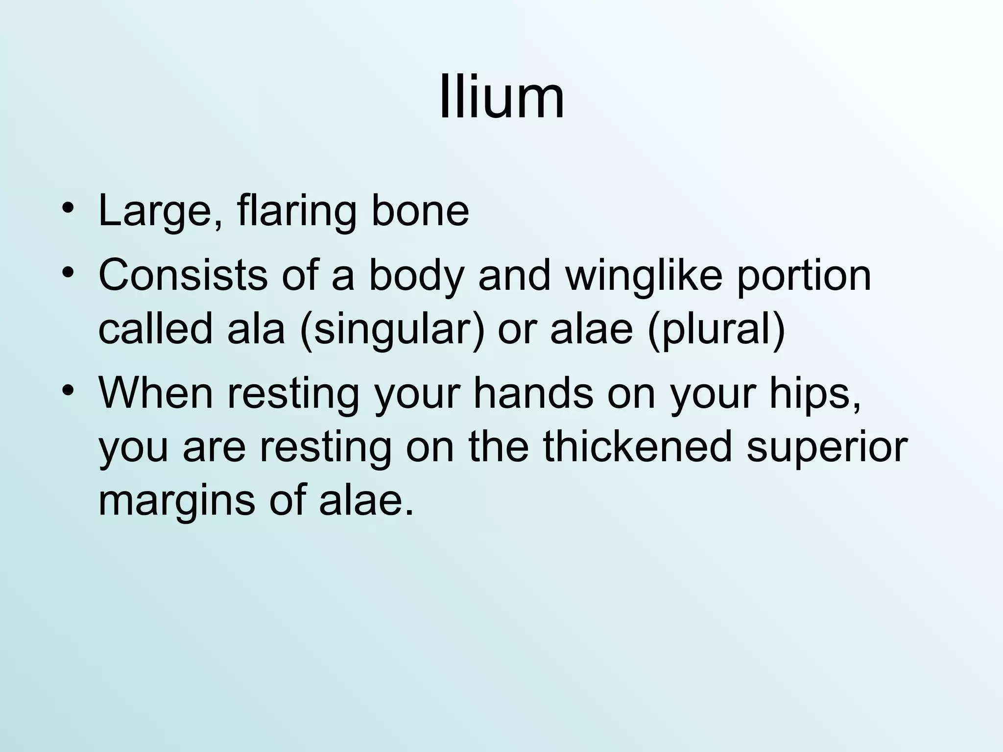 Ilium Large, flaring bone Consists of a body and winglike portion called ala (singular) or alae (plural) When resting your hands on your hips, you are resting on the thickened superior margins of alae. 