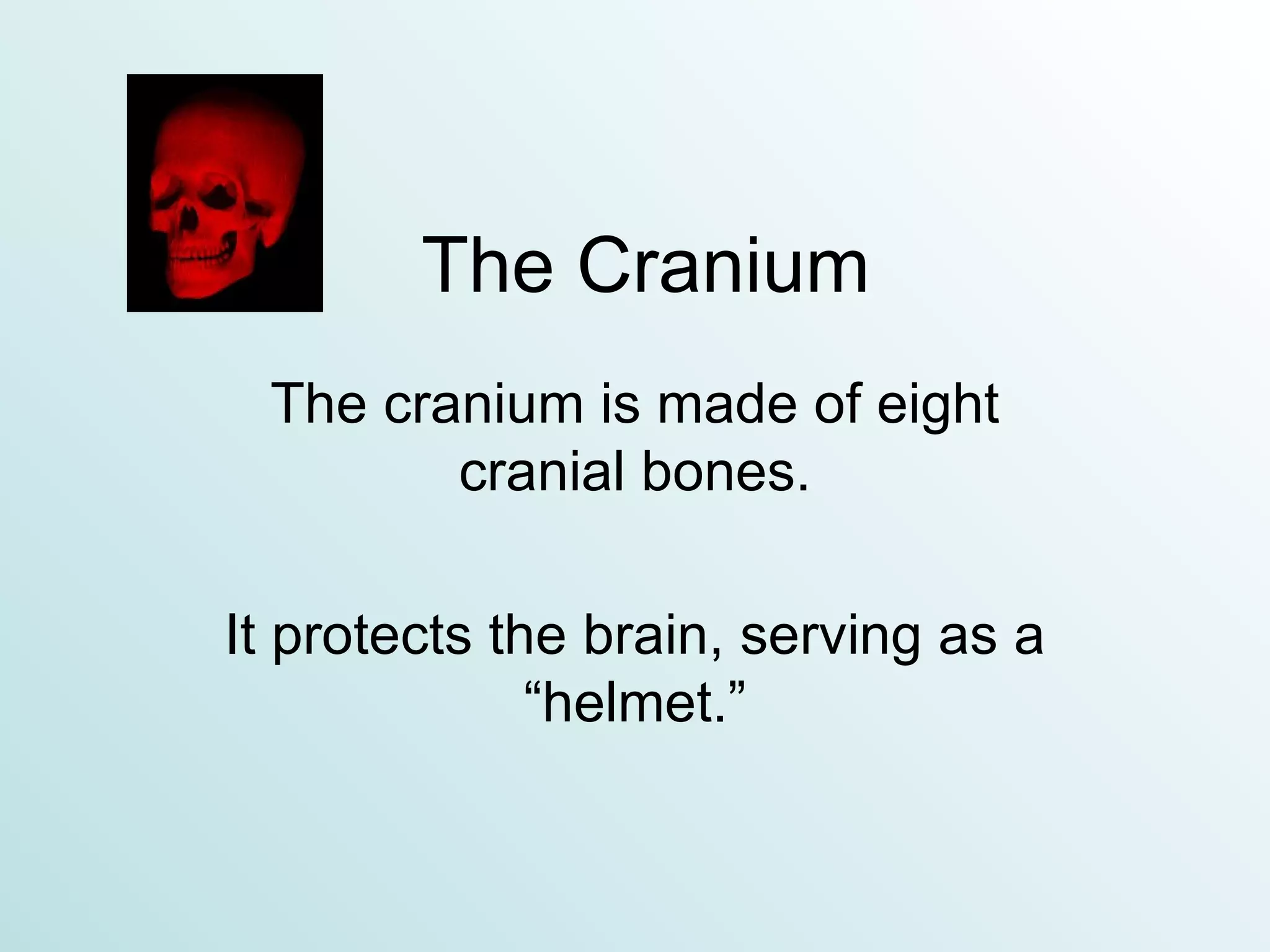 The Cranium The cranium is made of eight cranial bones. It protects the brain, serving as a “helmet.” 