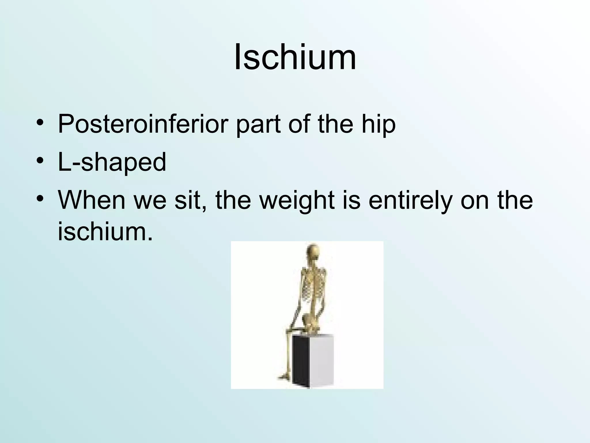 Ischium Posteroinferior part of the hip L-shaped When we sit, the weight is entirely on the ischium. 