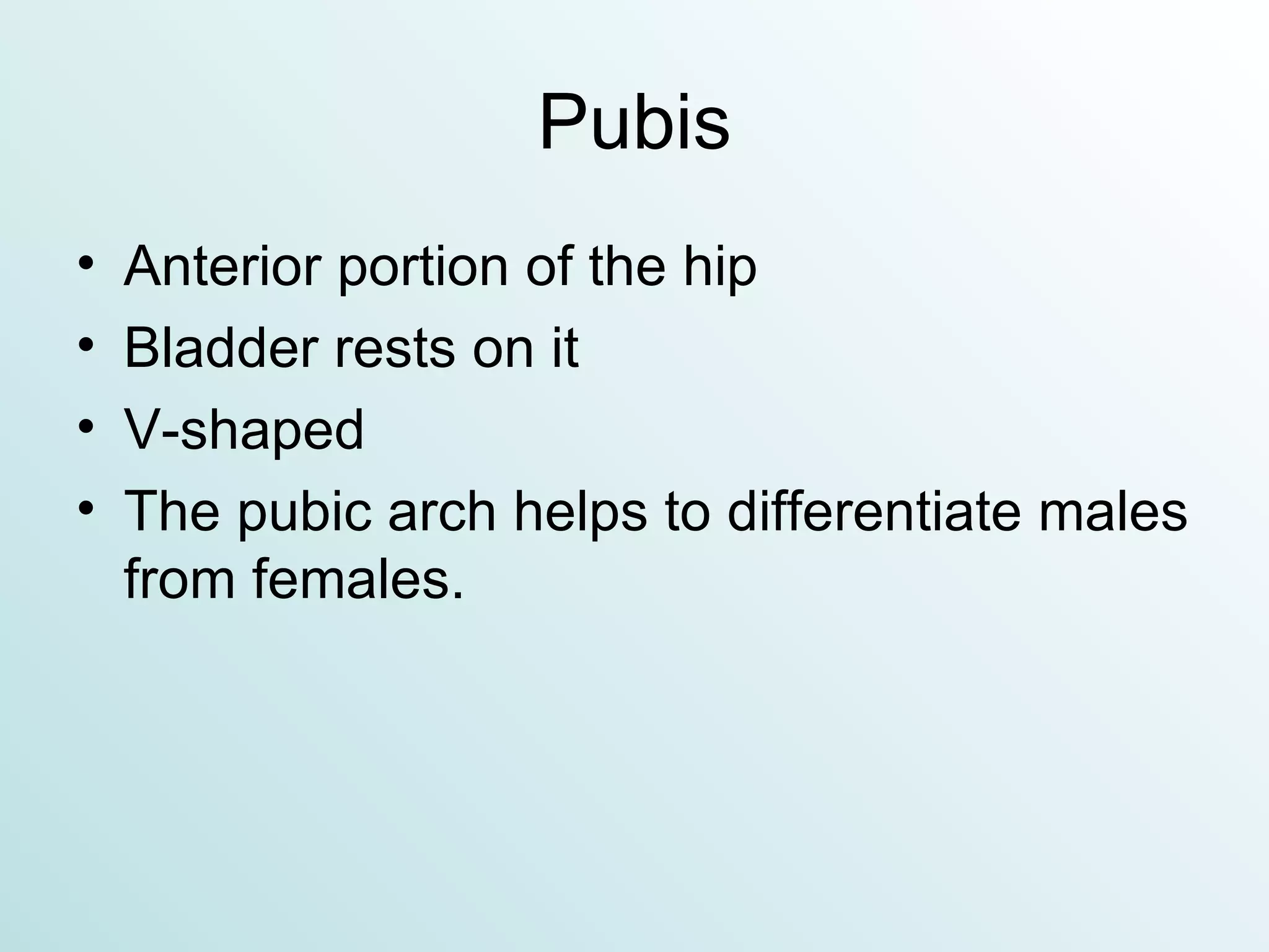 Pubis Anterior portion of the hip Bladder rests on it V-shaped The pubic arch helps to differentiate males from females. 