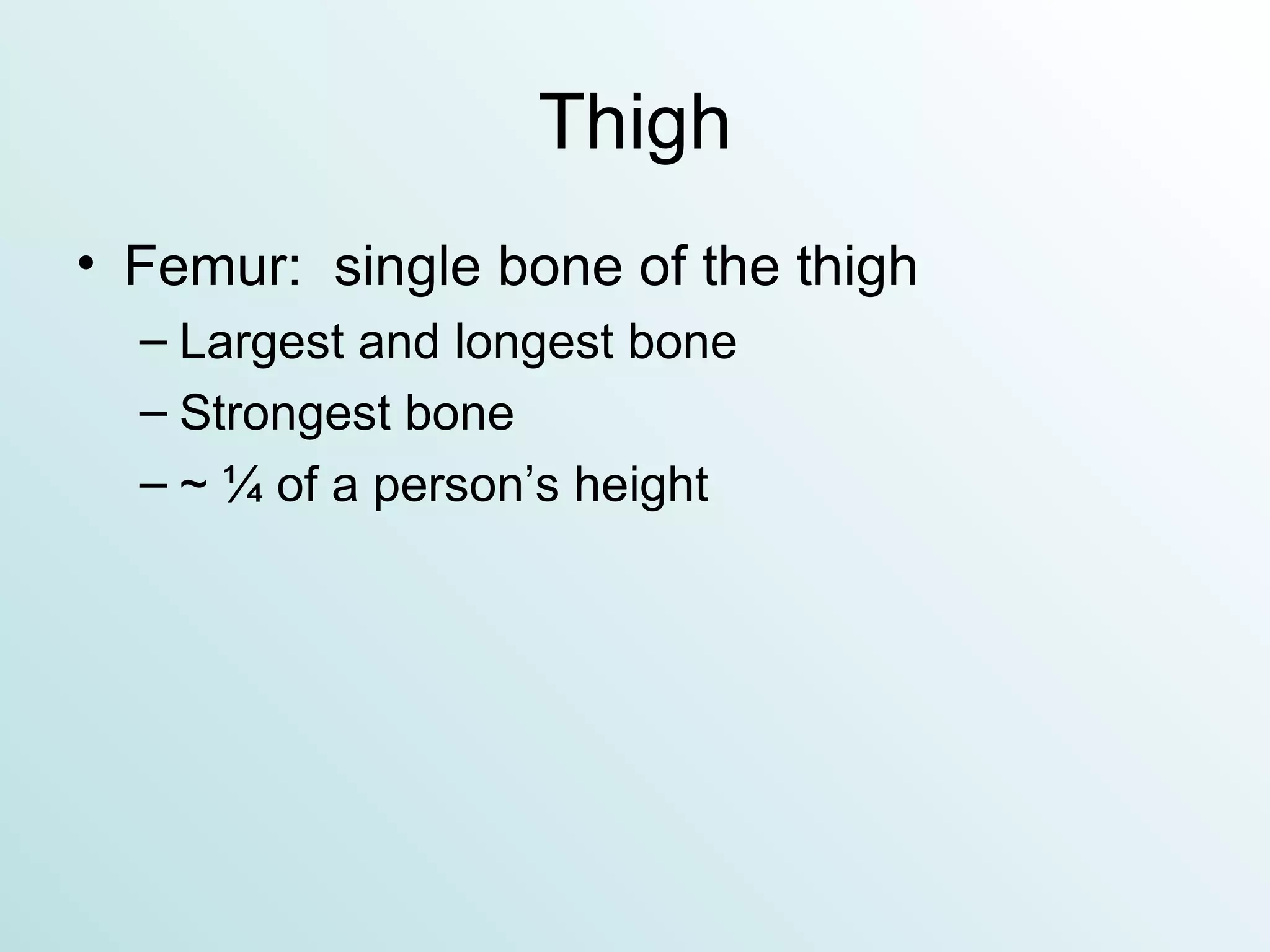 Thigh Femur:  single bone of the thigh Largest and longest bone Strongest bone ~ ¼ of a person’s height 