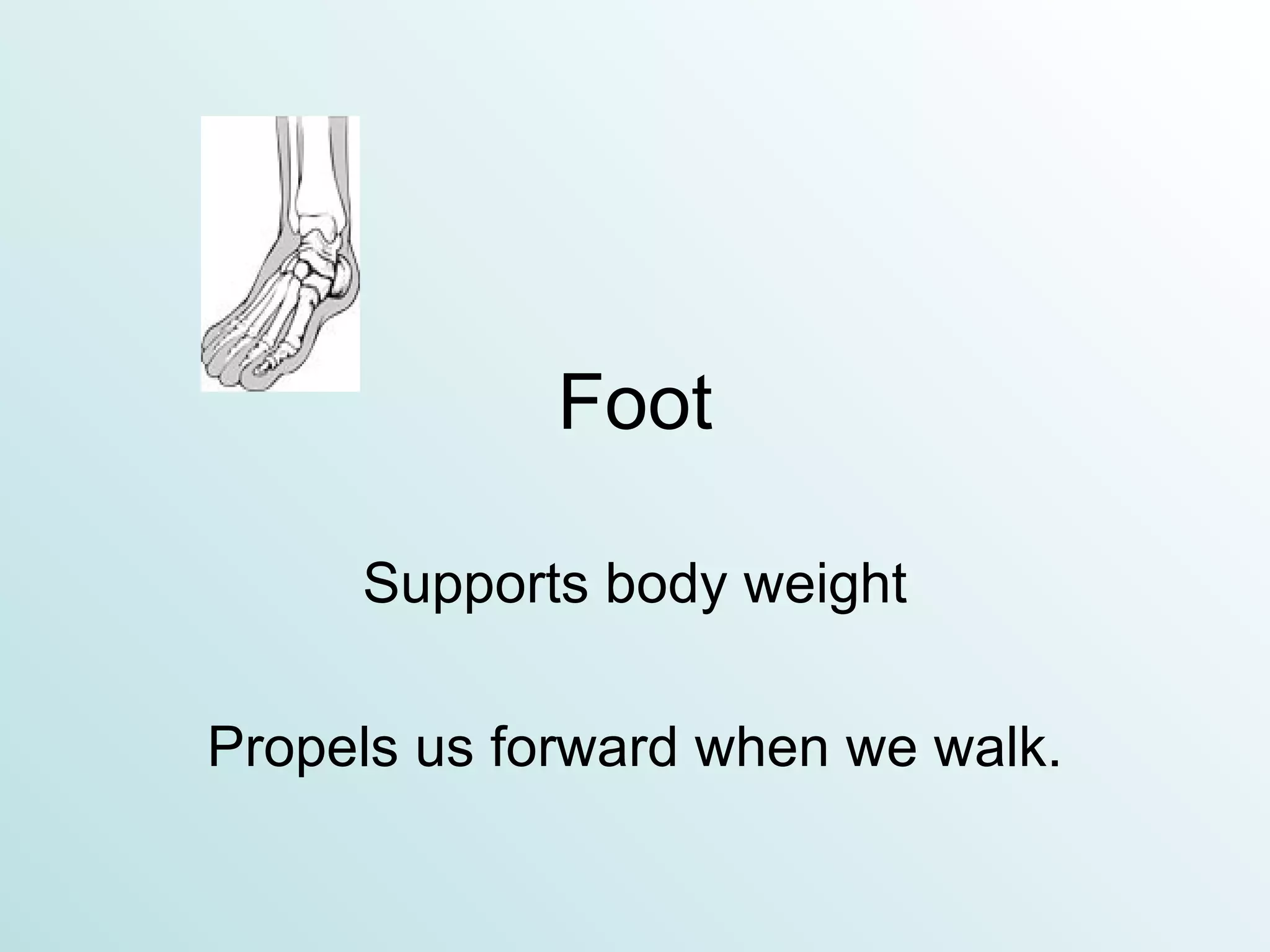 Foot Supports body weight Propels us forward when we walk. 