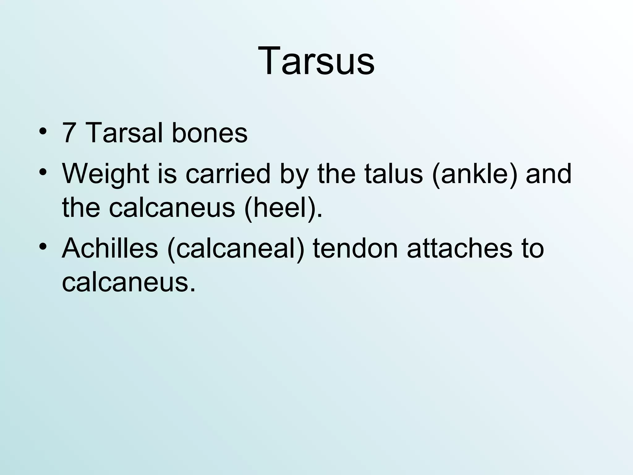 Tarsus 7 Tarsal bones Weight is carried by the talus (ankle) and the calcaneus (heel). Achilles (calcaneal) tendon attaches to calcaneus. 