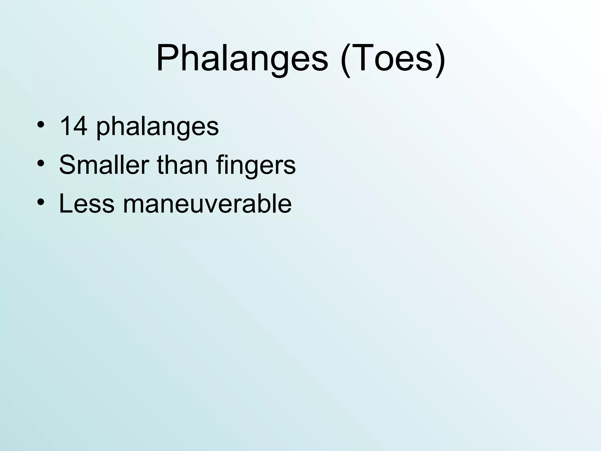 Phalanges (Toes) 14 phalanges Smaller than fingers Less maneuverable 
