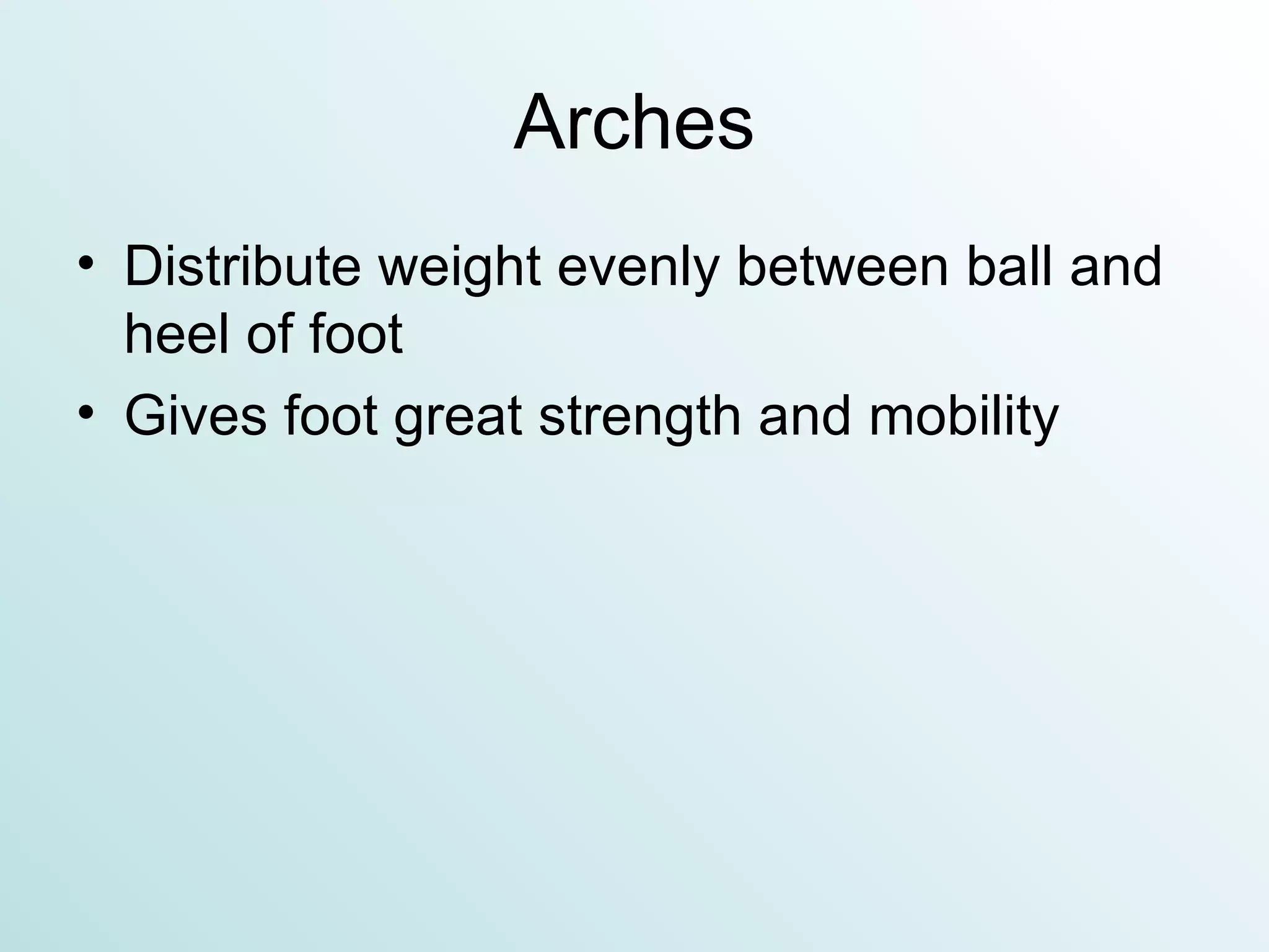 Arches Distribute weight evenly between ball and heel of foot Gives foot great strength and mobility 
