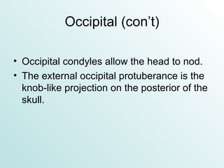 Occipital (con’t) Occipital condyles allow the head to nod. The external occipital protuberance is the knob-like projection on the posterior of the skull. 