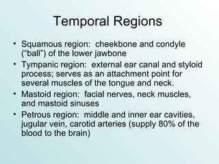 Temporal Regions  Squamous region:  cheekbone and condyle (“ball”) of the lower jawbone Tympanic region:  external ear canal and styloid process; serves as an attachment point for several muscles of the tongue and neck. Mastoid region:  facial nerves, neck muscles, and mastoid sinuses Petrous region:  middle and inner ear cavities, jugular vein, carotid arteries (supply 80% of the blood to the brain) 