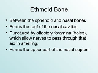 Ethmoid Bone Between the sphenoid and nasal bones Forms the roof of the nasal cavities Punctured by olfactory foramina (holes), which allow nerves to pass through that aid in smelling. Forms the upper part of the nasal septum 