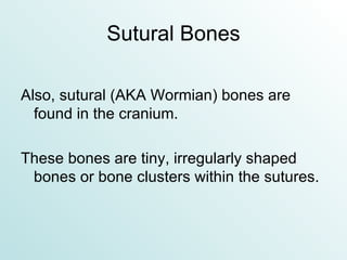 Sutural Bones Also, sutural (AKA Wormian) bones are found in the cranium. These bones are tiny, irregularly shaped bones or bone clusters within the sutures. 