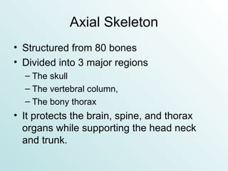 Axial Skeleton Structured from 80 bones  Divided into 3 major regions The skull The vertebral column,  The bony thorax It protects the brain, spine, and thorax organs while supporting the head neck and trunk. 