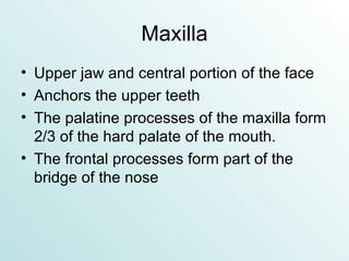 Maxilla Upper jaw and central portion of the face Anchors the upper teeth The palatine processes of the maxilla form 2/3 of the hard palate of the mouth. The frontal processes form part of the bridge of the nose 