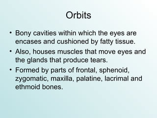 Orbits Bony cavities within which the eyes are encases and cushioned by fatty tissue. Also, houses muscles that move eyes and the glands that produce tears. Formed by parts of frontal, sphenoid, zygomatic, maxilla, palatine, lacrimal and ethmoid bones. 